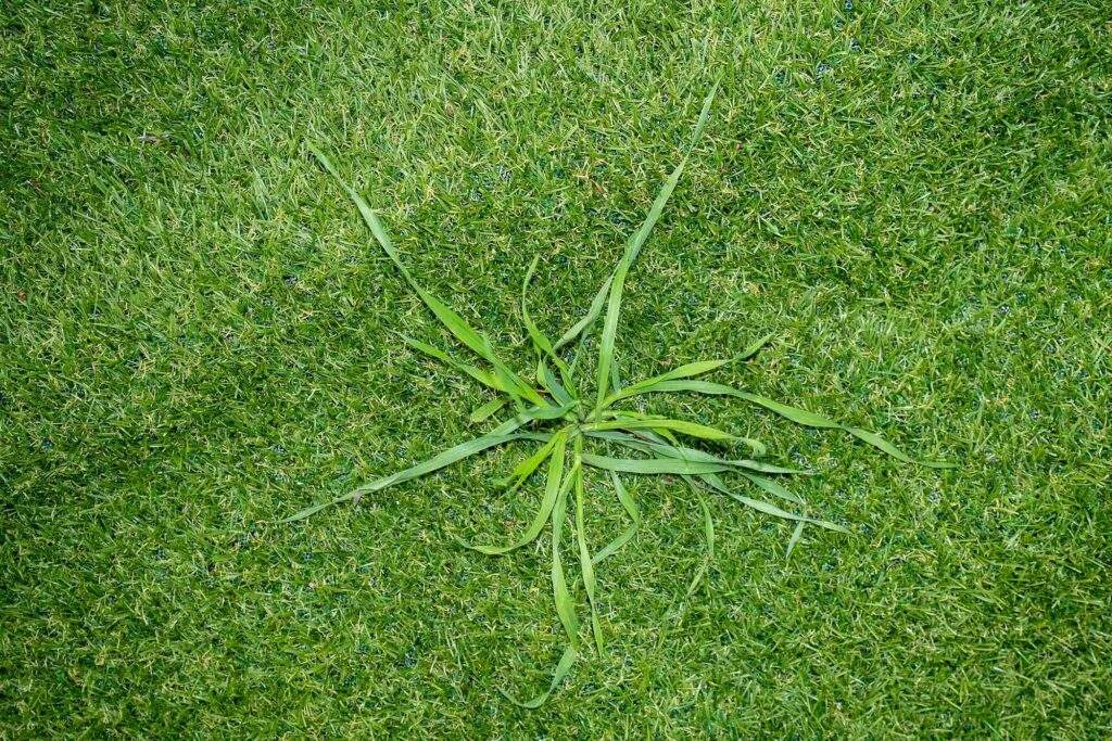 How to Remove Weeds Under Artificial Grass